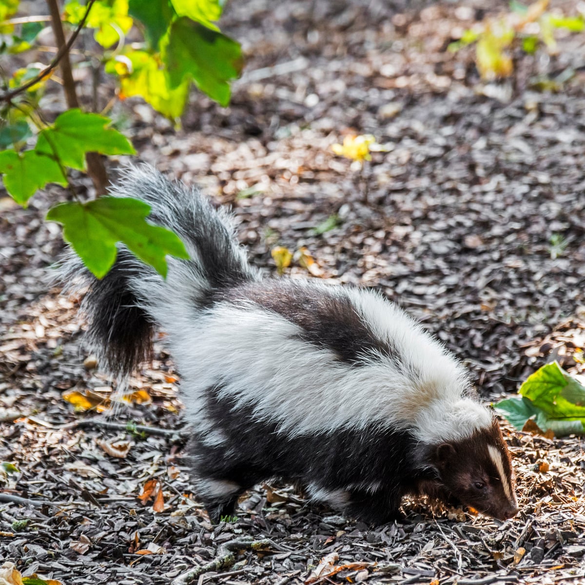 Man Dies of Rabies After Kidney Transplant from Donor Who Saved Kitten from Skunk