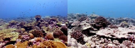 Kiribati coral reef before and after marine heatwave and 2015-16 El Niño: in May 2015 (L), and in June 2018 (R).
