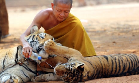 A Thai Buddhist monk feeds water to a tiger at the tiger temple, in Kanchanaburi province, west of Bangkok.