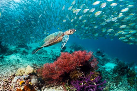 A hawksbill turtle (Eretmochelys imbricata) swimming over coral reef with school of Scad and gorgonian. Misool, Raja Ampat, West Papua, Indonesia.