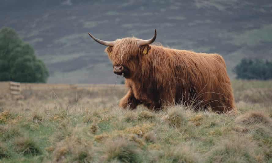 Highland cattle are raised at Lynbreck