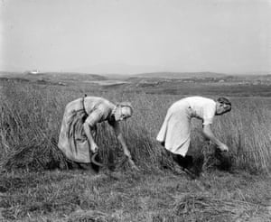 Pèigi and Màiri MacRae cutting oats on South Uist, 1930, by Margaret Fay Shaw