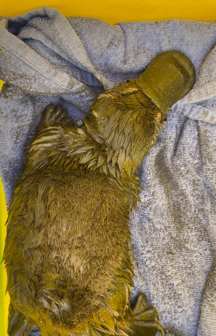 A rescued platypus in Tasmania with cable tie around neck and right leg