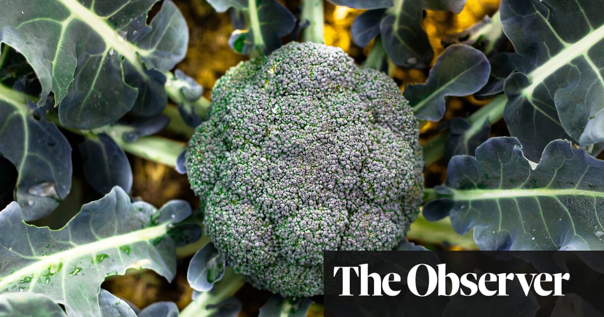 The Decline And Fall Of Broccoli S Nutrients Life And Style