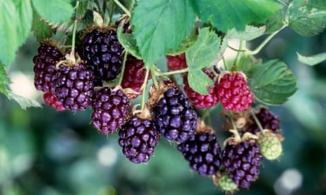 Raspberry jam meets bramble jelly: the boysenberry.