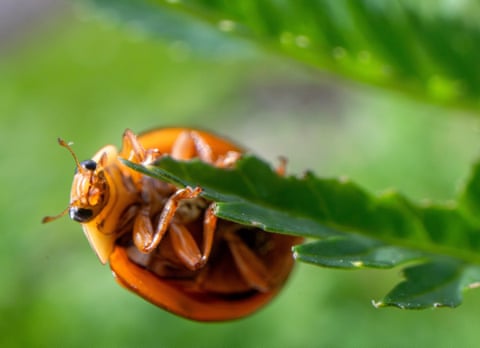 Uma joaninha busca alimento em uma erva daninha à beira da estrada em um dia ensolarado de primavera perto de Elkton, na zona rural do sudoeste do Oregon, EUA. As joaninhas são um dos minúsculos controladores de pragas da natureza, capazes de devorar dezenas de pulgões em um único dia.