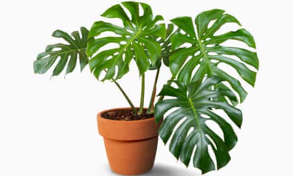 Giant Monstera tree in flowerpot isolated on white background