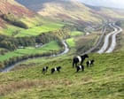 Country diary: A new chapter for the farm – we’re going organic