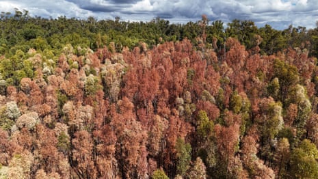 Drone video shows Western Australia’s forests dying in heat and drought – video