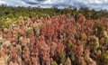 Dead and dying shrubs and trees – some of which are found nowhere else on Earth – line more than 1,000km across the state’s south-west