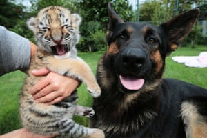 This tiger cub is being raised by human and dog carers. The unnamed female cub was rejected by its mother at the Oasis of the Siberian Tiger project in Senec, Slovakia
