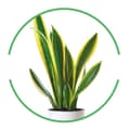 House plant cut-out inside green-rimmed circle