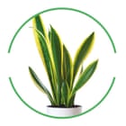 House plant cut-out inside green-rimmed circle