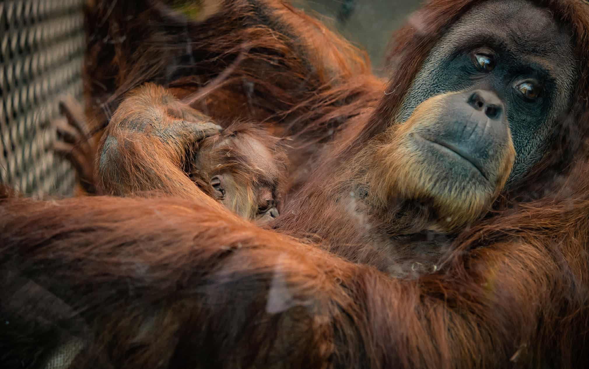 https://i.guim.co.uk/img/media/7fd93e5c4c0fcc51845a8e4fe00500980a32dfe5/0_0_2367_1486/master/2367.jpg?width=1010&quality=45&auto=format&fit=max&dpr=2&s=da1c76ea317024a75c650a5b4874a3e5 https://i.guim.co.uk/img/media/7fd93e5c4c0fcc51845a8e4fe00500980a32dfe5/0_0_2367_1486/master/2367.jpg?width=1010&quality=45&auto=format&fit=max&dpr=2&s=da1c76ea317024a75c650a5b4874a3e5