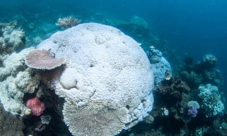 Images released by Greenpeace add to what the US National Oceanic and Atmospheric Administration has described as reports of ‘scattered coral bleaching along a large stretch’ of the reef
