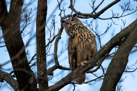 Flaco, an escaped Eagle owl seen in Central Park last year