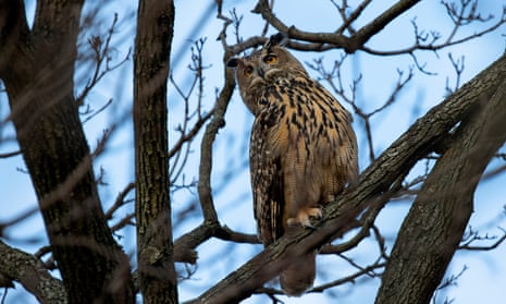 Flaco the owl in Central Park in February 2023
