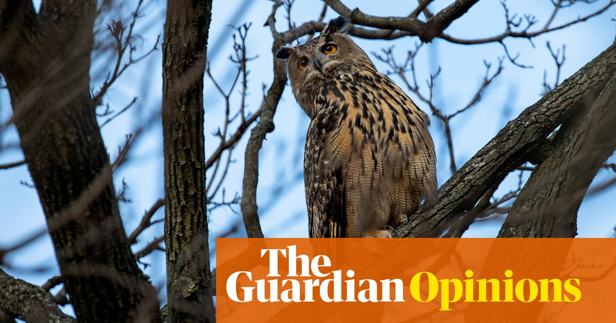 Защо хората на средна възраст обичат птиците толкова много?