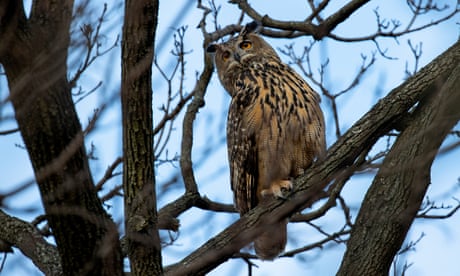 Flaco, New York City’s beloved owl, dies after striking building