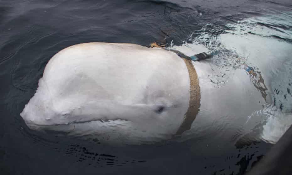 The beluga whale with a Russian military strap swimming off the north Norwegian coast.