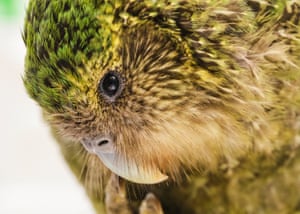 One of the kakapo in care at the zoo.