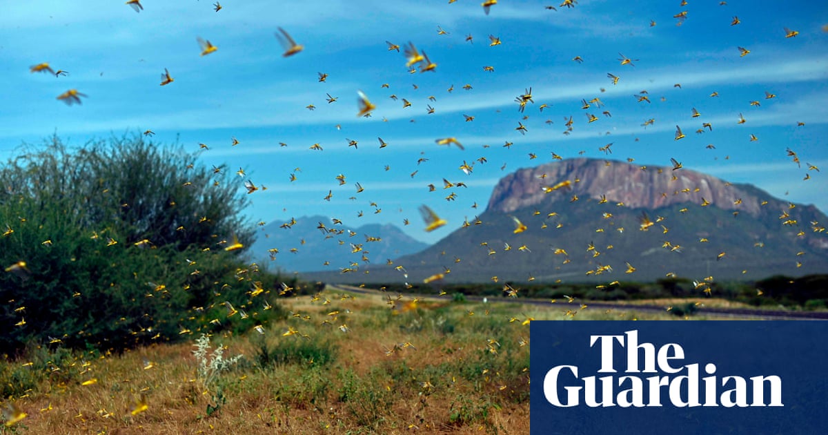 Food fears grow as swarms of locusts reach Uganda and Tanzania