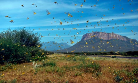 Locusts swarm in Samburu county, north of the Kenyan capital, Nairobi
