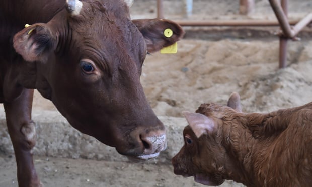 Niu Niu, a genetically modified cow, is seen with its calf at the experimentation base of Beijing University of Agriculture