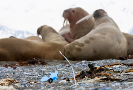 Walruses with marine litter on Spitsbergen in the Svalbard archipelago