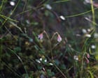 Country diary: Somewhere in the vast forest is a miniature one | Amanda Thomson