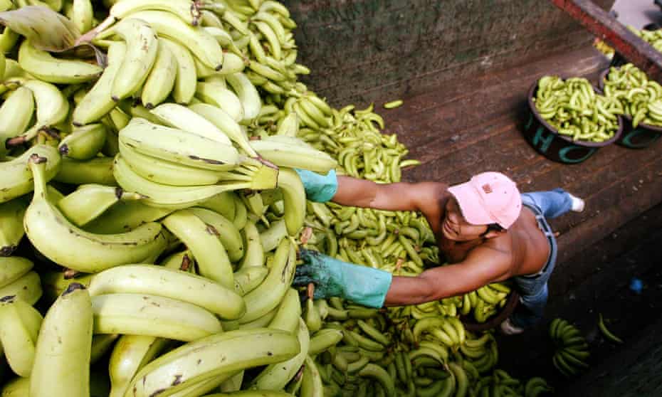 A worker unloads bananas in a market in Tegucigalpa, Honduras