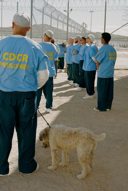 ‘Working with the dogs, prejudice just breaks down’: inmates on the programme.