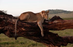 A lion rests on a dead tree on the savannah the Lewa Wildlife Conservancy, north of Mount Kenya, in Meru County, Kenya