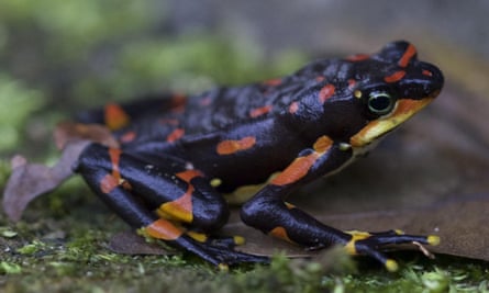 Harlequin frog
