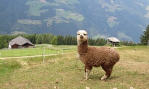 Alpaca on grassy verge at Taser Alm, South Tirol, Italy.