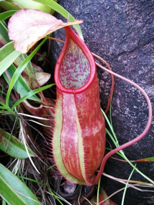 Nepenthes bracteosa, one of two new species of pitcher plants