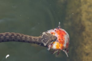Viperine water snake catches its prey