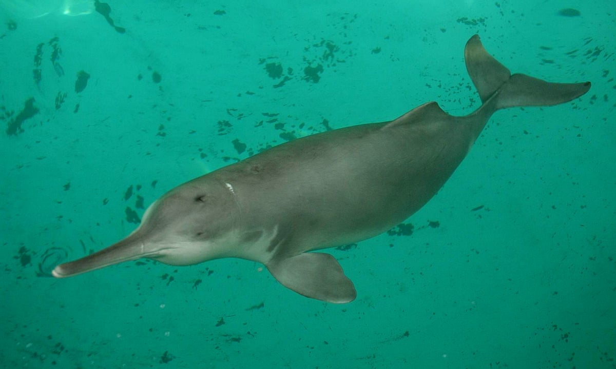 China's 'extinct' dolphin may have returned to Yangtze river, say conservationists | China | The Guardian