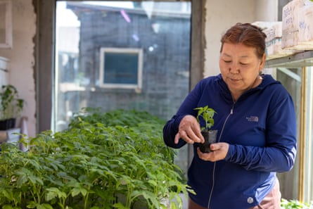 A woman tends to a plant in a greenhouse