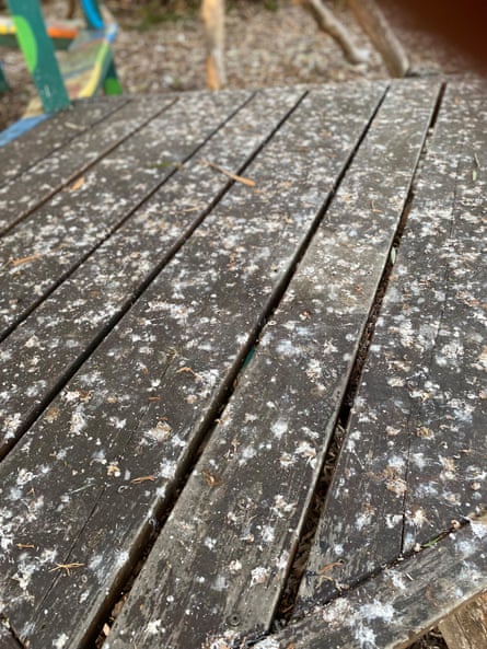 Little corella droppings on a table