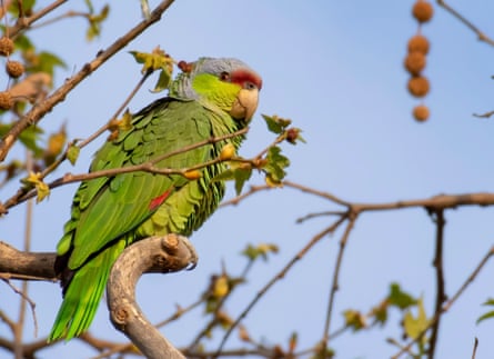 green bird sits on a branch