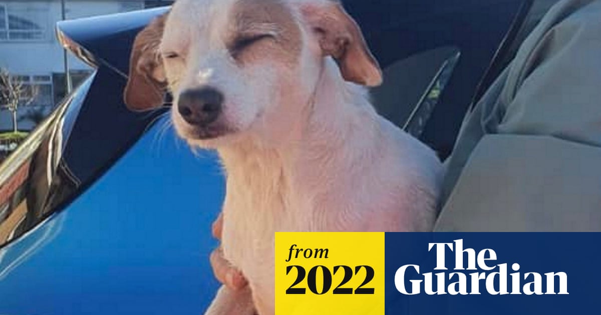 Stranded dog saved from rising tide after rescuers attach sausage to ...