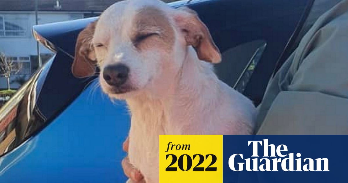 www.theguardian.com
