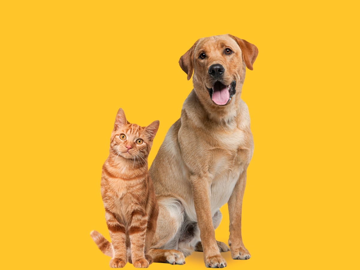 Emergency Dental of Oklahoma City - Explore Dental Services Owning dog or cat could preserve some brain functions as we age, study says | Ageing | The Guardian