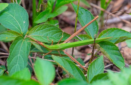A grasshopper is almost completely hidden among a green plant of a matching colour.