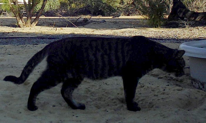 Is It A Panther Is It A Puma No Just A Cat And A Huge Claws Of