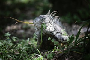 Uma iguana verde (Iguana iguana), também conhecida como iguana americana, é vista no Jardim Botânico de Medellín, Colômbia