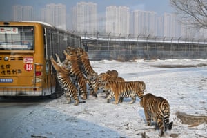 Harbin, China. Siberian tigers are fed by visitors from a bus at a tiger park