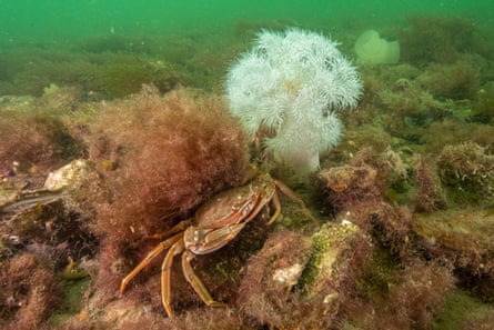 Wildlife is thriving in Loch Ryan, the site of Scotland’s last remaining oyster fishery.