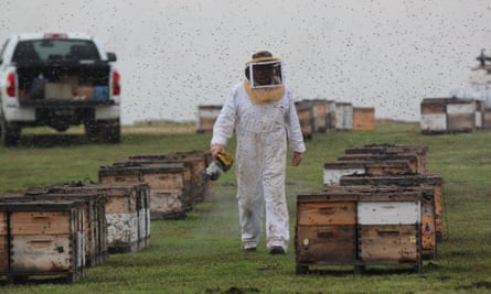 A beekeeper in California with his hives.